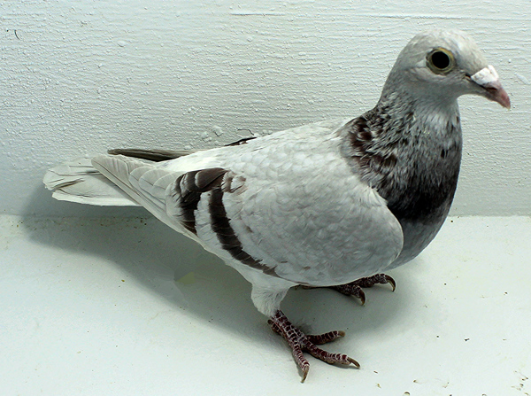 Band: 6929 IPB B 2025